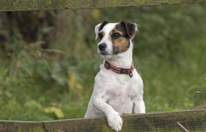 Dog stuck in pipe saved by firefighters