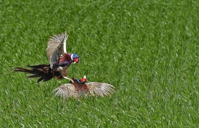 A video filmed in Loire-Atlantique denounces the conditions of breeding animals for hunting