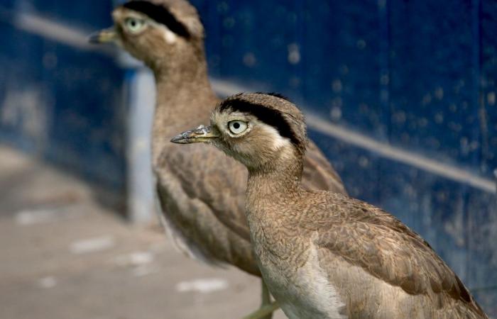 Talking about the birds of the Camargue in Peru