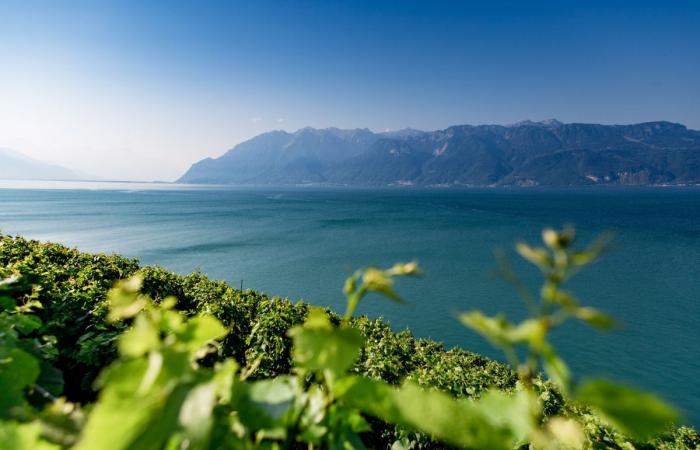 Gastronomy: 4 Swiss addresses to sit under a vine