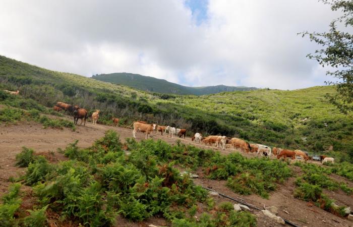 Lifting of water restrictions for farmers in Haute-Corse after an improvement in hydrological conditions