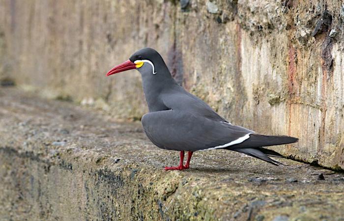 Talking about the birds of the Camargue in Peru