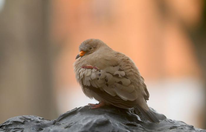 Talking about the birds of the Camargue in Peru