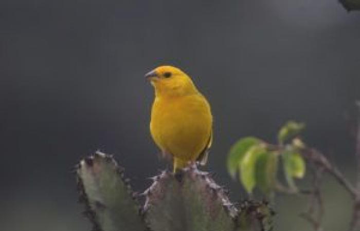 Talking about the birds of the Camargue in Peru