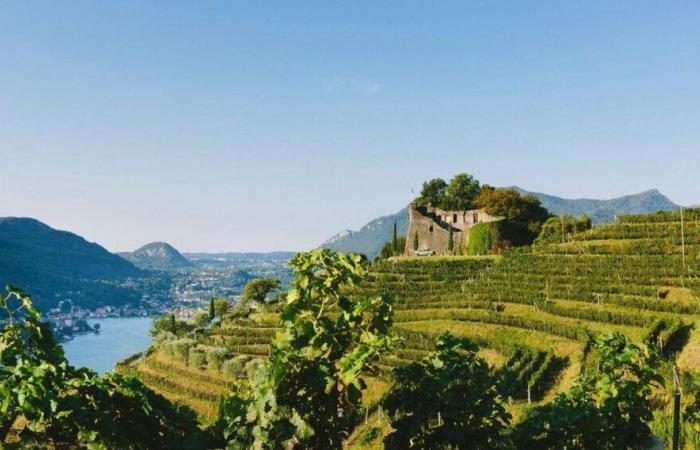 Gastronomy: 4 Swiss addresses to sit under a vine