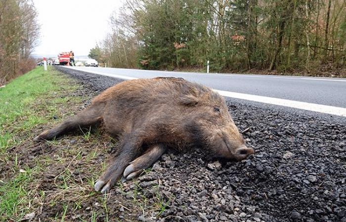 Fall + hunting = dangers on the road