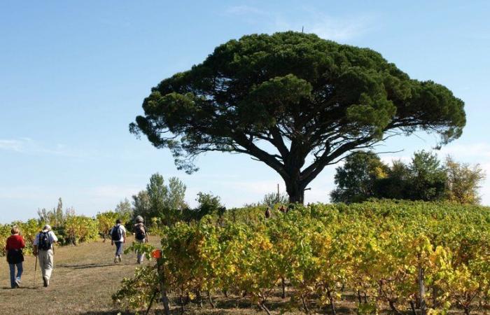 Rotary Gaillac-St-Michel: a march against polio