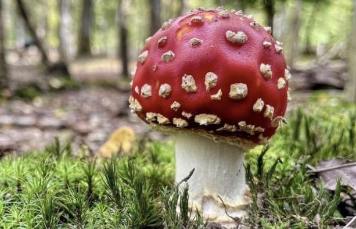 A couple eats mushrooms from their garden and ends up in the hospital