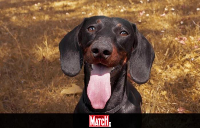 The first Dachshund festival will soon take place in Belgium