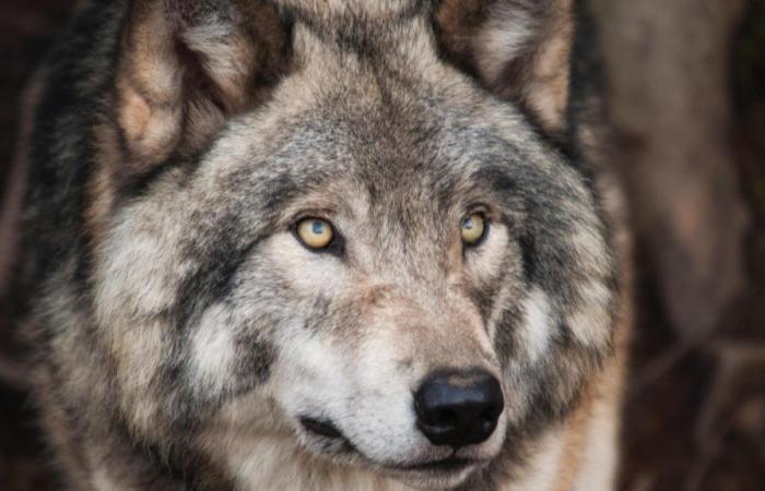 Haute-Savoie: 450 wolf victims counted since the start of the year