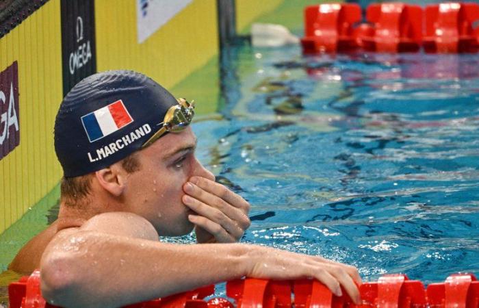 Léon Marchand at the Swimming World Cup: disciplines, times, channel… The program for Toulouse this Saturday