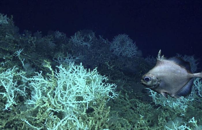 Global coral bleaching hits record high