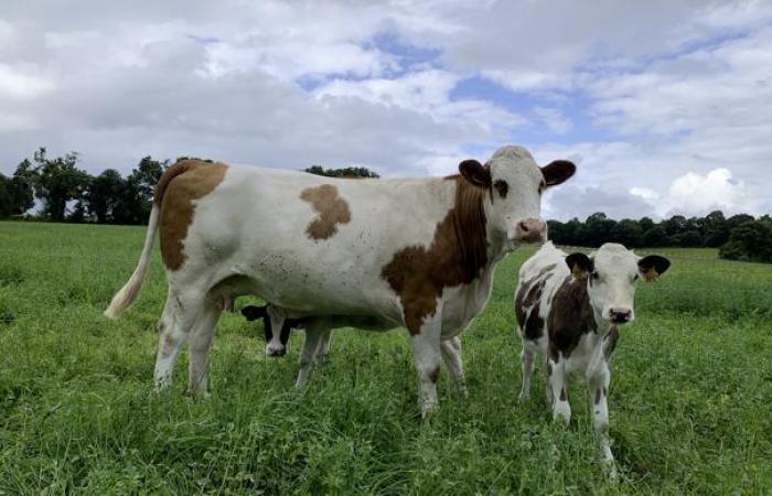 The latest guidelines for the plan to combat BVD, a bovine disease