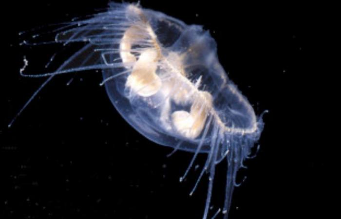 A freshwater jellyfish reappears in the pools of the Parc de la Tête d’Or in Lyon