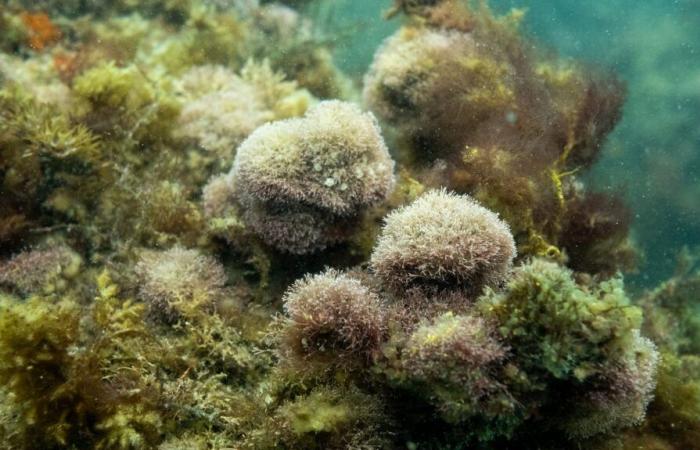 Global coral bleaching hits record high due to high ocean temperatures, US agency says