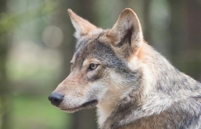 My Little Magic Wolf, the sweet show around the wolf, at the Comédie Saint-Michel