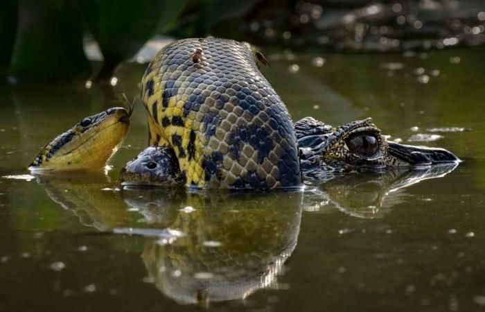 the most beautiful award-winning nature photos