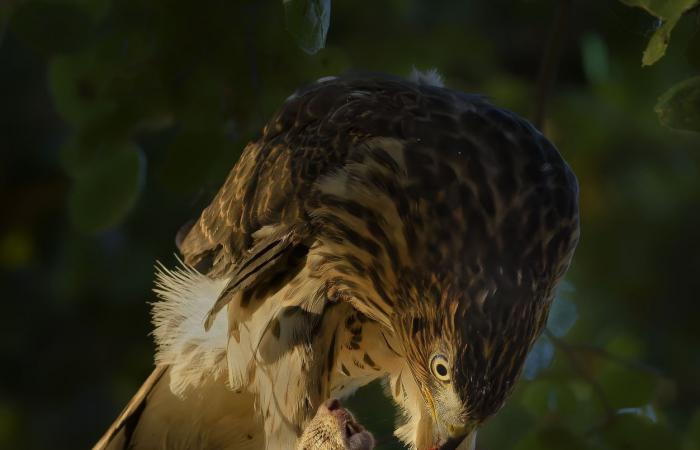 the most beautiful award-winning nature photos