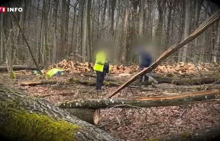 “It’s new in the Meuse”: the ravages of wood thieves who pose as loggers