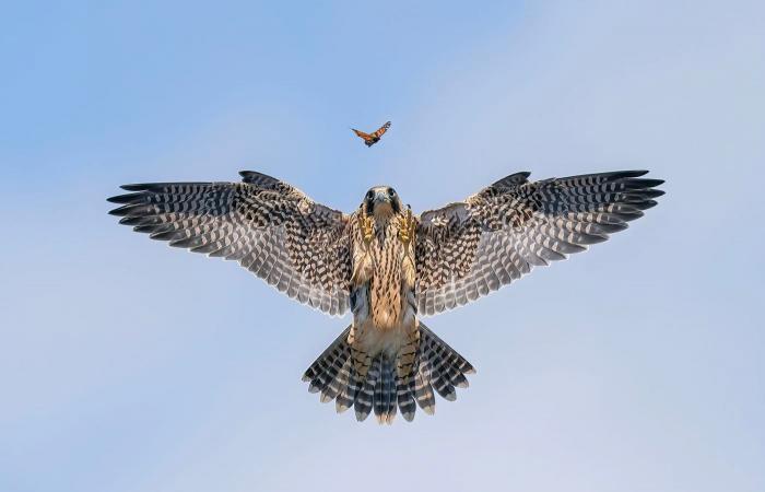 the most beautiful award-winning nature photos