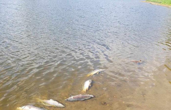 We know more about the dead fish in this Loire-Atlantique pond