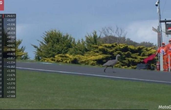 MotoGP, Australia J1: geese, rabbits… Riders face animals on the Phillip Island track