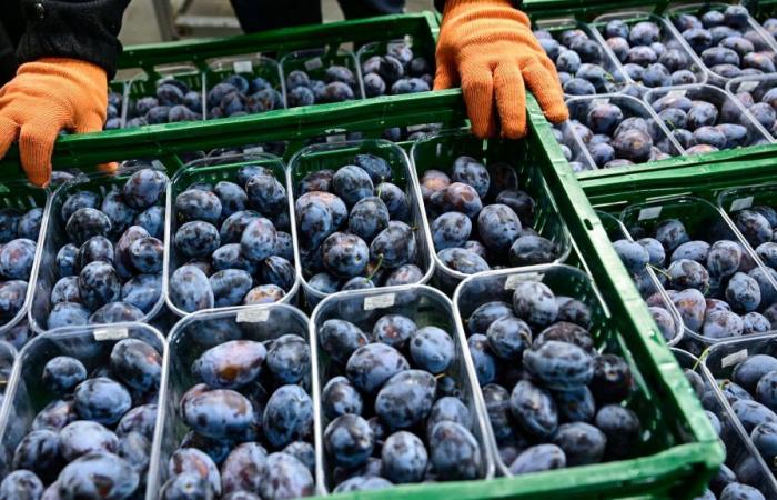 in Moldova, plums embody the success of the shift towards the EU