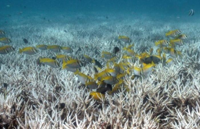 Global coral bleaching hits record high, US agency says: News