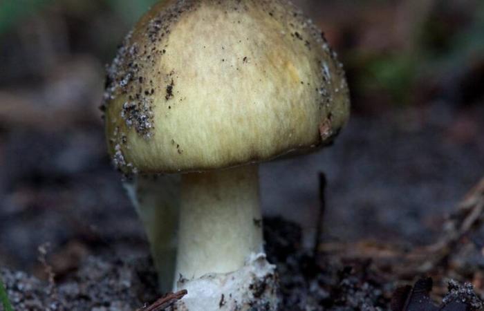 Mushroom poisoning after eating death cap mushroom