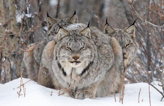 the most beautiful award-winning nature photos