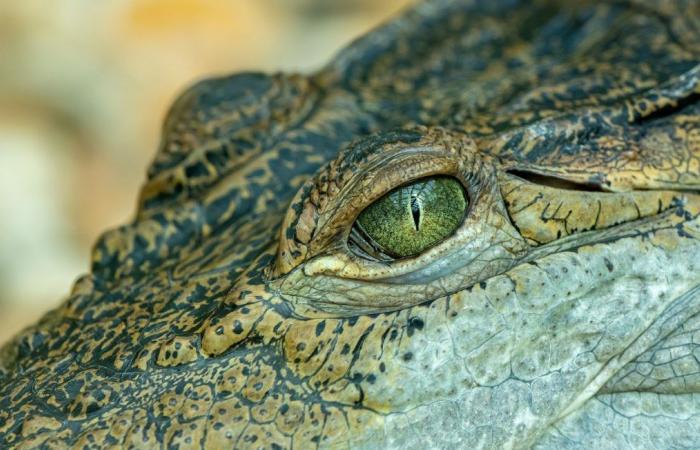 Headless body of 10-year-old boy found on beach after crocodile attack