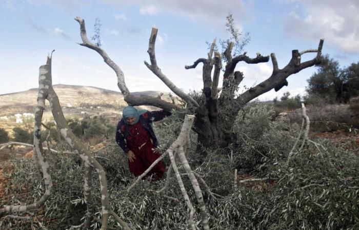 Palestinian woman shot dead while harvesting olives