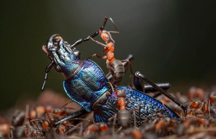 the most beautiful award-winning nature photos