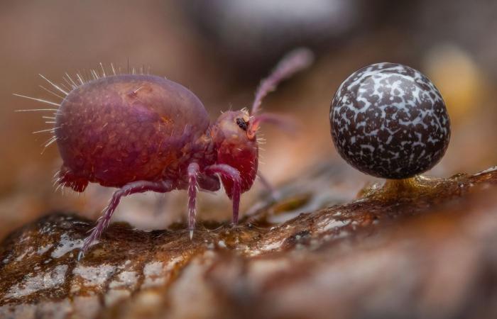 the most beautiful award-winning nature photos