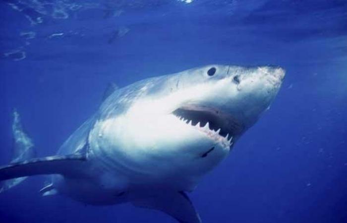 A great white shark evacuated by a tow truck after washing up on a beach