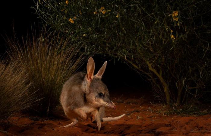 the most beautiful award-winning nature photos