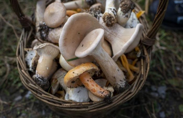 Mushrooms: end of stock shortage for an anti-poison