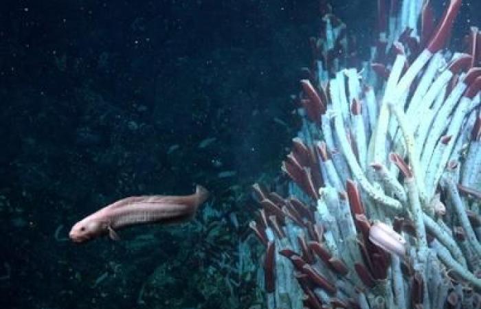 Discovery: animals live under the ocean floor