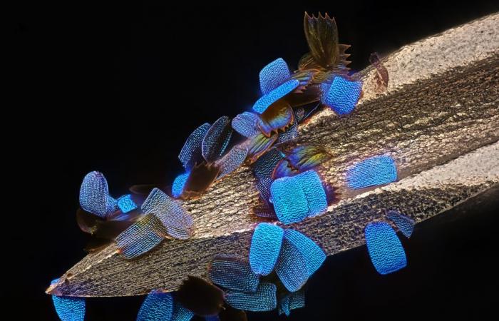 10 breathtaking photos from the microscopic world