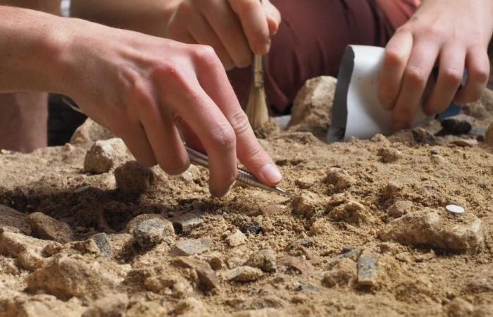 The exceptional discovery of a Neanderthal milk tooth near Saintes (Charente-Maritime)