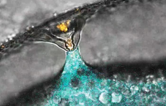 Molecular details of the egg-sperm connection revealed thanks to AI