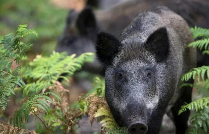 two dead in a road accident, the possibility of a collision with wild boars considered