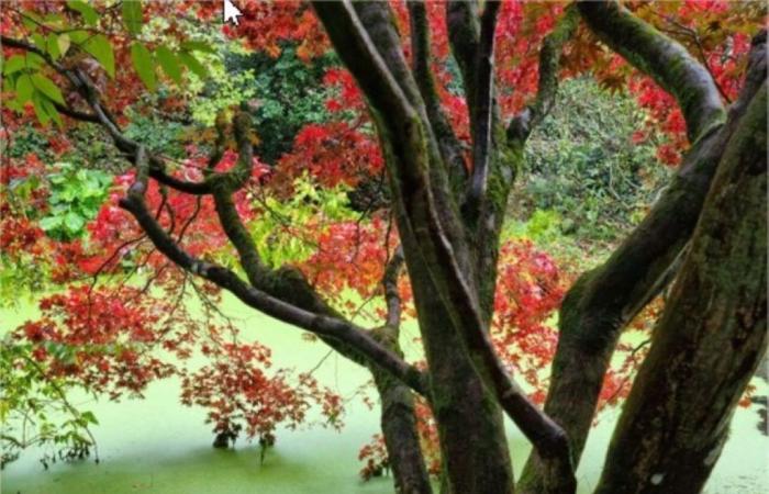 five days to discover the Kerdalo Gardens in autumn colors