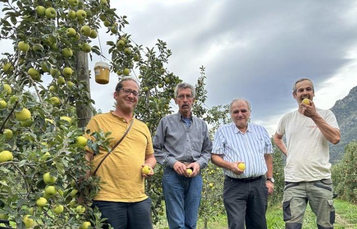 “Yes, there will still be apples but much fewer than before”: the 41st Rotjà Valley festival is reinventing itself but remains attached to its values