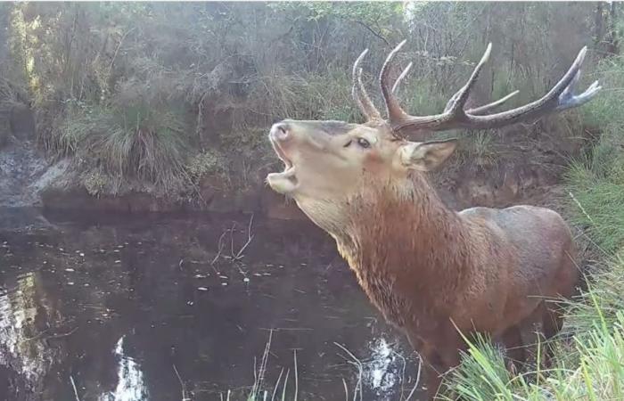 Some tips for listening to the bellowing of deer in the forest in the Landes