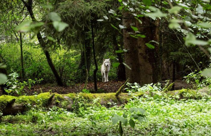 On the occasion of the 50th anniversary of the Servion Zoo, visit in the footsteps of a zookeeper