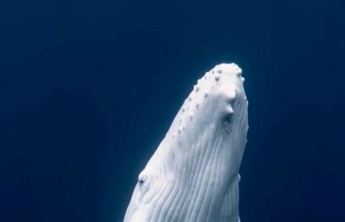 A very rare white humpback calf filmed in the Pacific, photographers tell