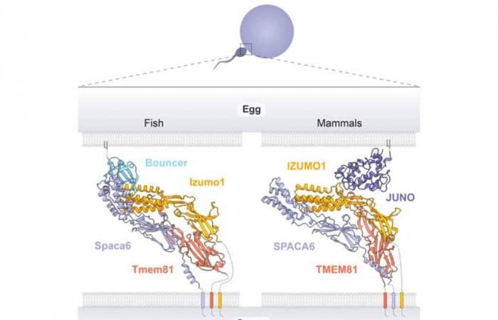 Molecular details of the egg-sperm connection revealed thanks to AI