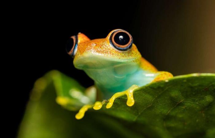 These 7 new species of frogs discovered in Madagascar make strange sounds like in Star Trek