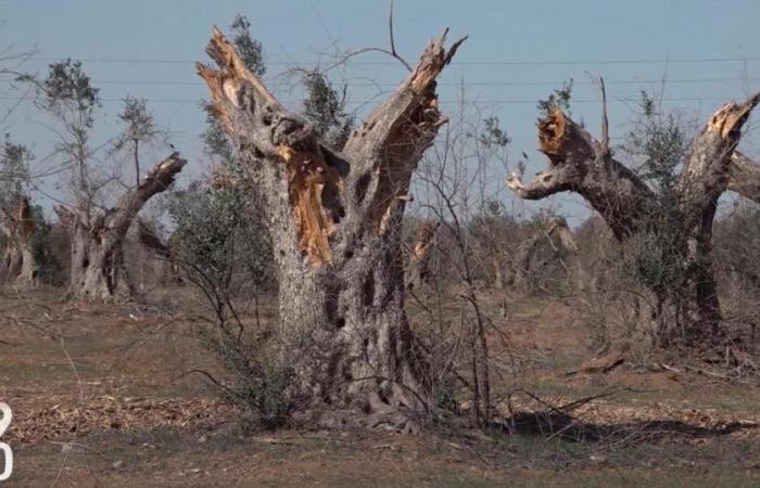 Swiss olive oil producers fight against Xylella bacteria in Puglia – rts.ch